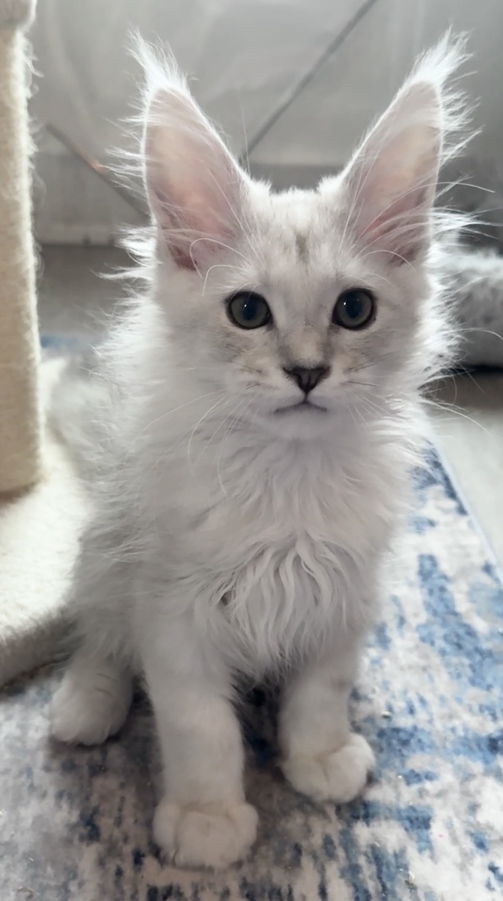 Falkor, European Maine Coon kitten