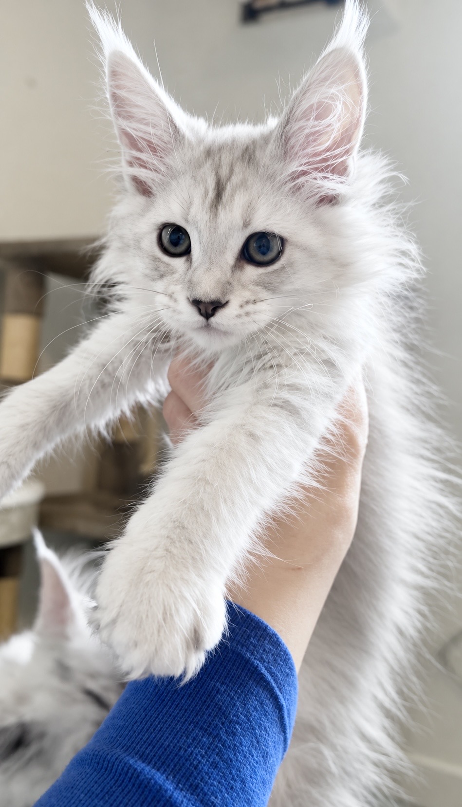 Falkor, photo 2
