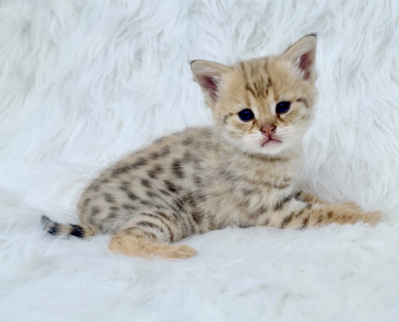 Penelope, HP F1 kitten