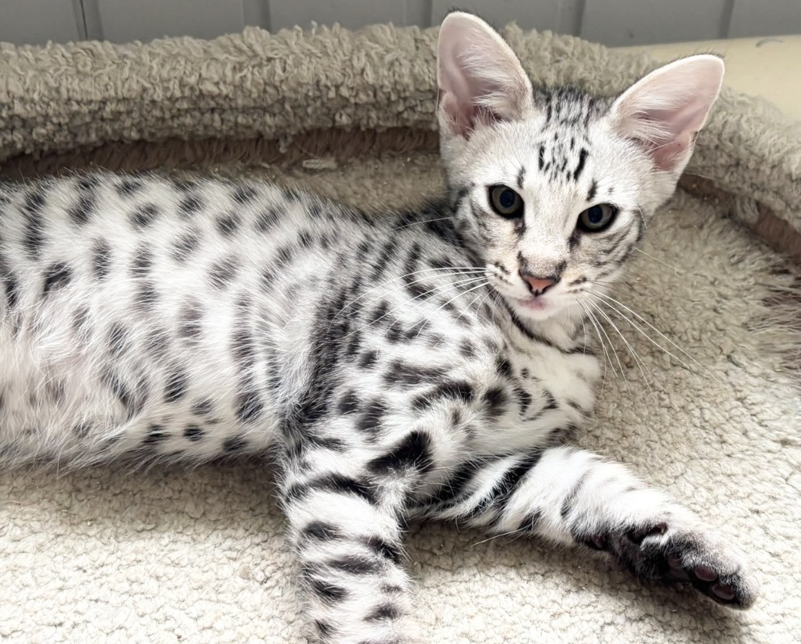 Flint, silver F2 Savannah kitten, photo 2