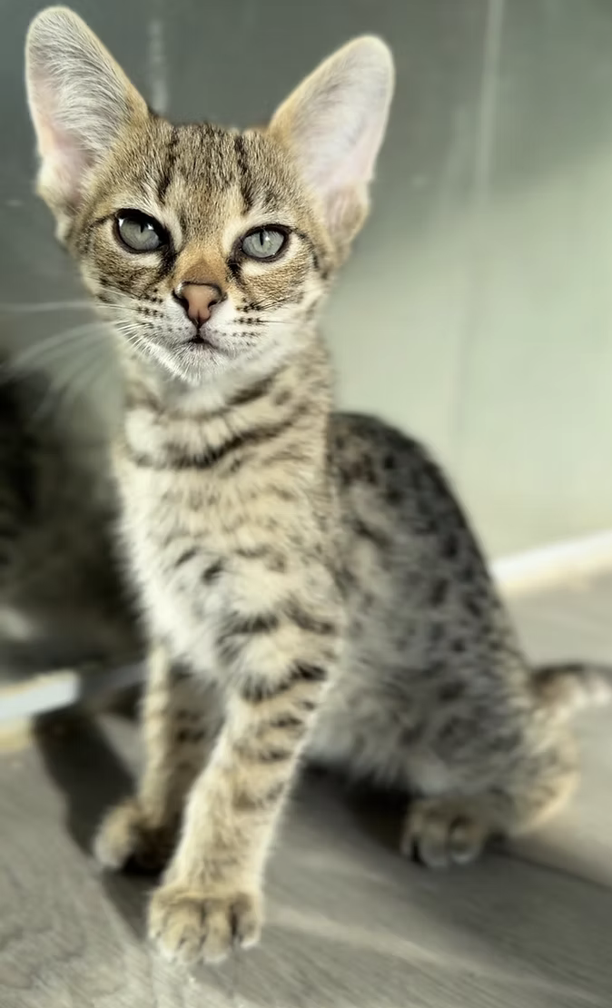 Zaza, photo 2