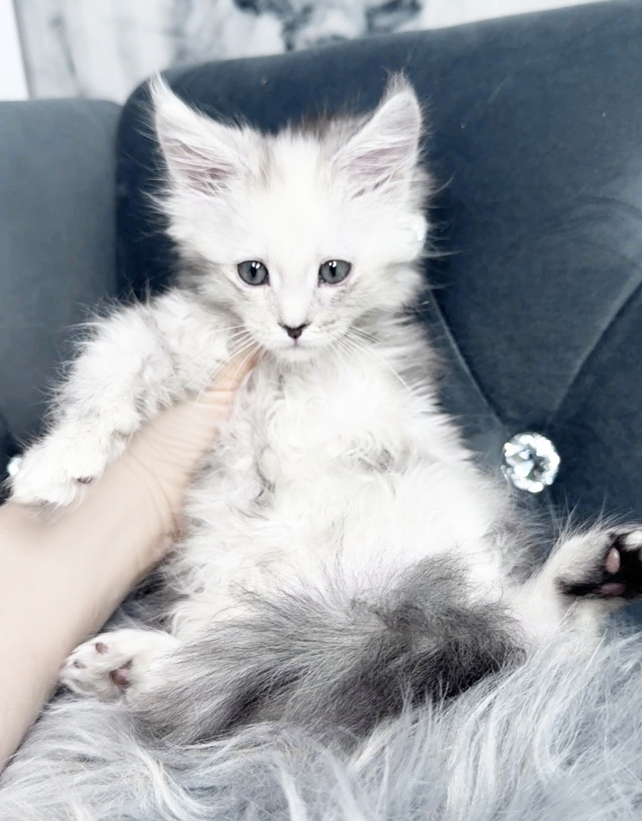 Nimbus, photo 5