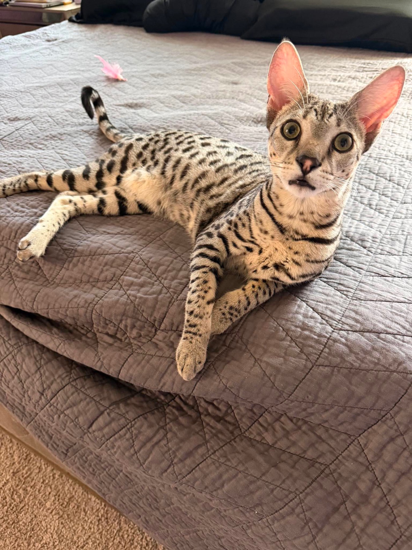 Luna stretched out across the bed