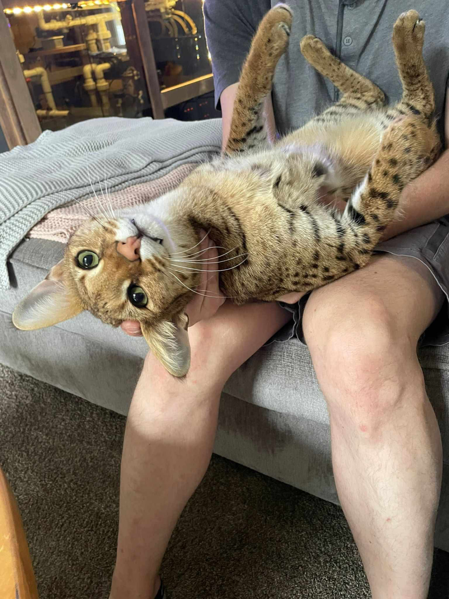 Falcon relaxed upside down across his owner's lap