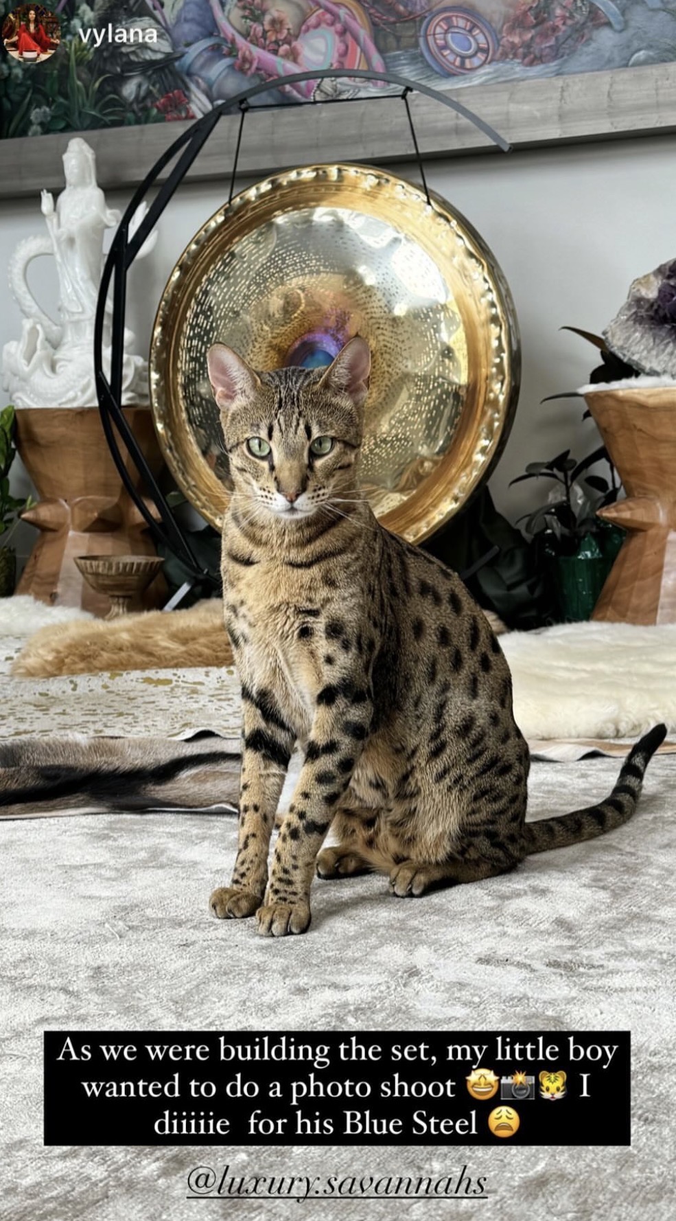 Savannah cat sitting for a portrait in the living room