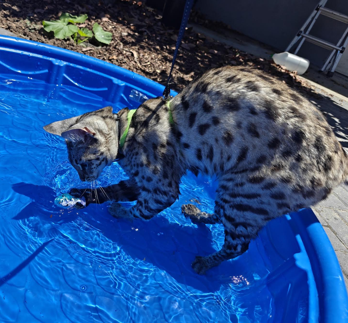 Oreo playing with a toy in a backyard pool