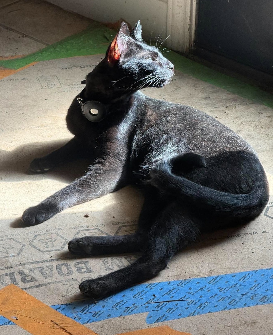 Black Sabbath, melanistic F2 Savannah, in profile