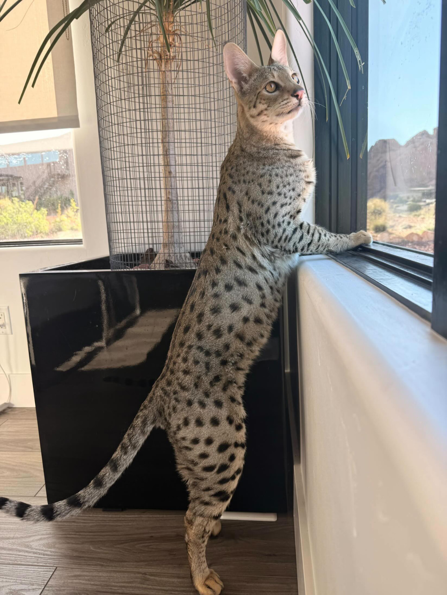 Standing at the window watching the desert outside