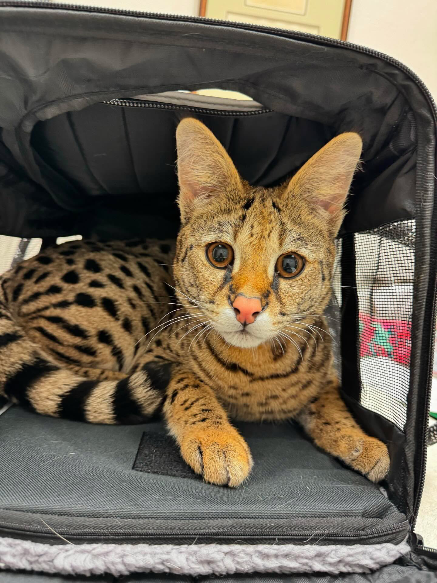 Odin as a kitten in his travel carrier on the day he flew home
