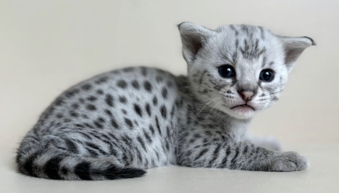 Flint, silver F2 Savannah kitten, photo 4