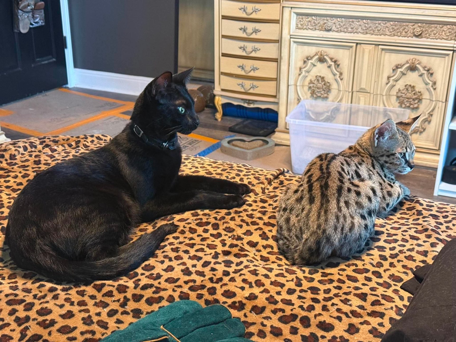 Black Sabbath, melanistic F2 Savannah, resting beside Quiet Riot, golden F1 Savannah