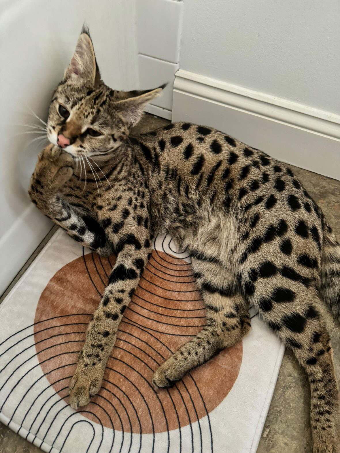 Odin resting against the wall at home