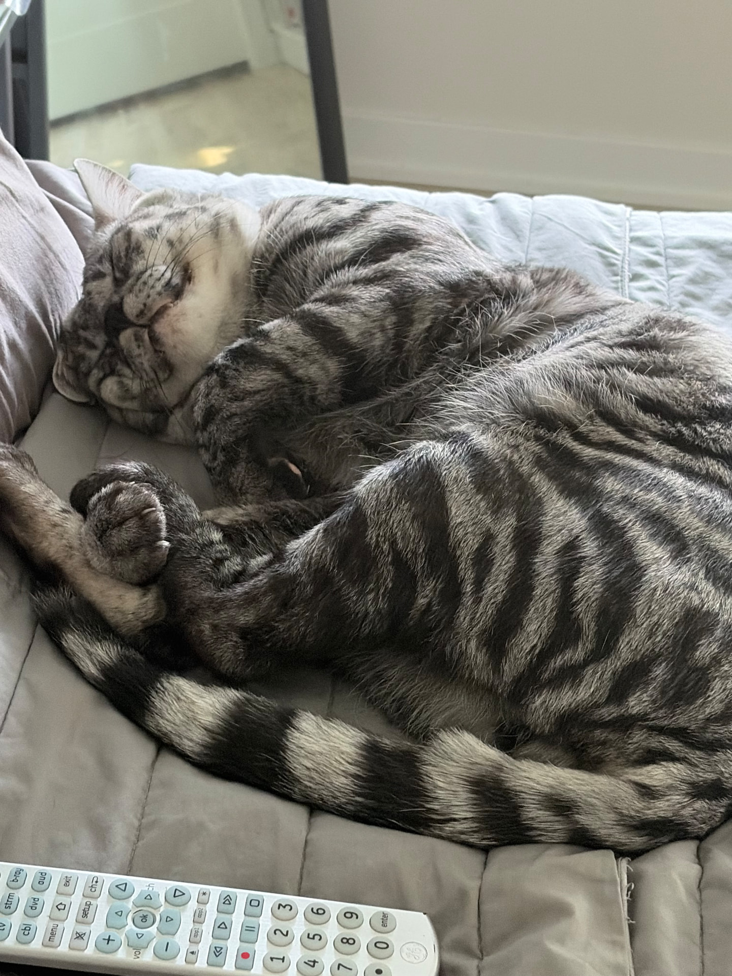 Zilla napping close by