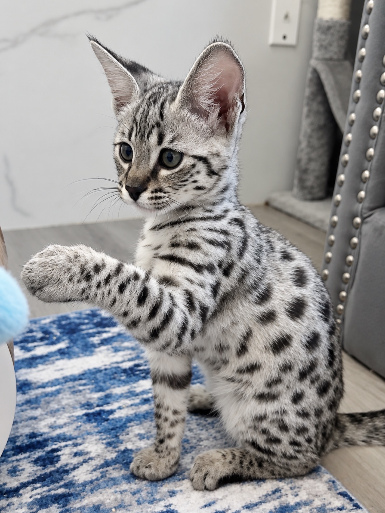 Zephyra, F1 Savannah kitten