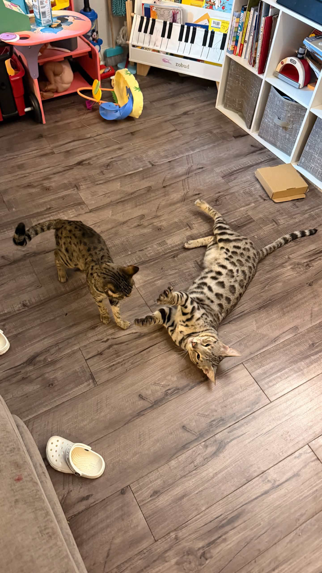 Cartier playing on the floor with his feline housemate