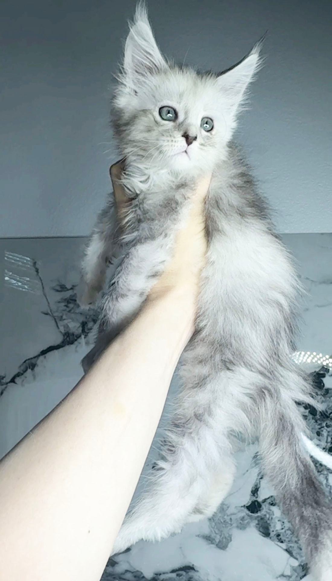 Nimbus, photo 7