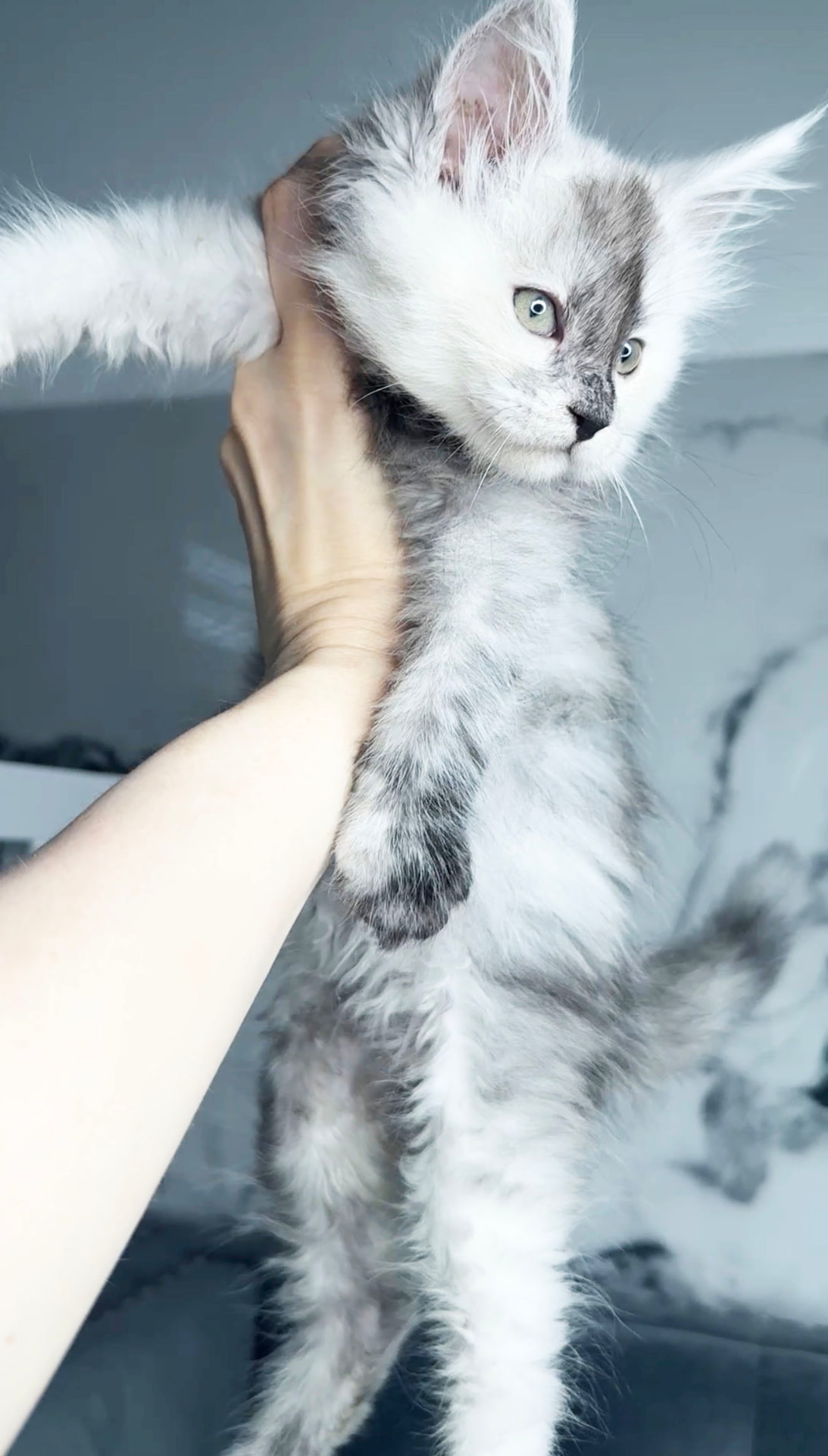Bandit, European Maine Coon kitten