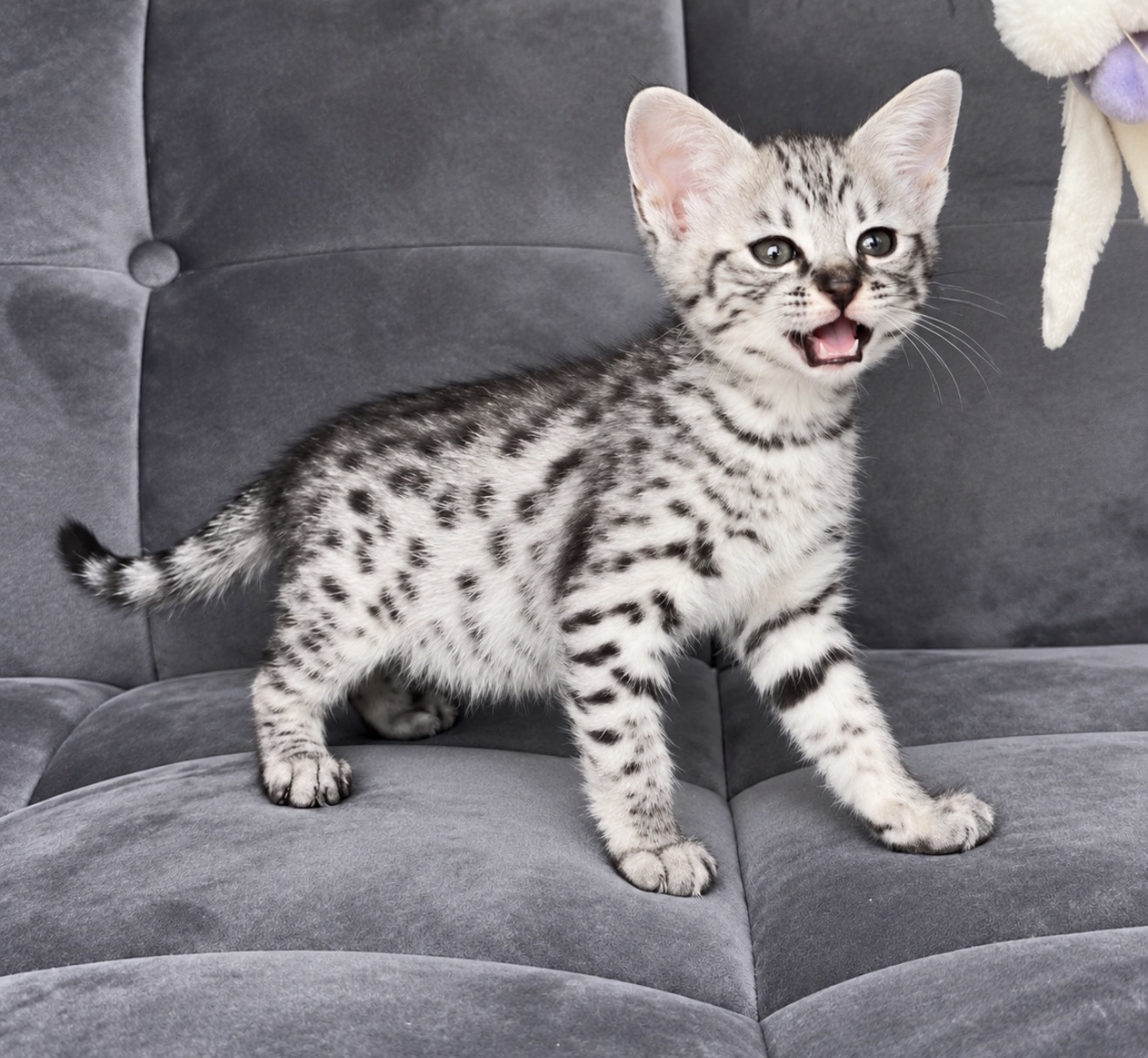 Cleo, photo 8