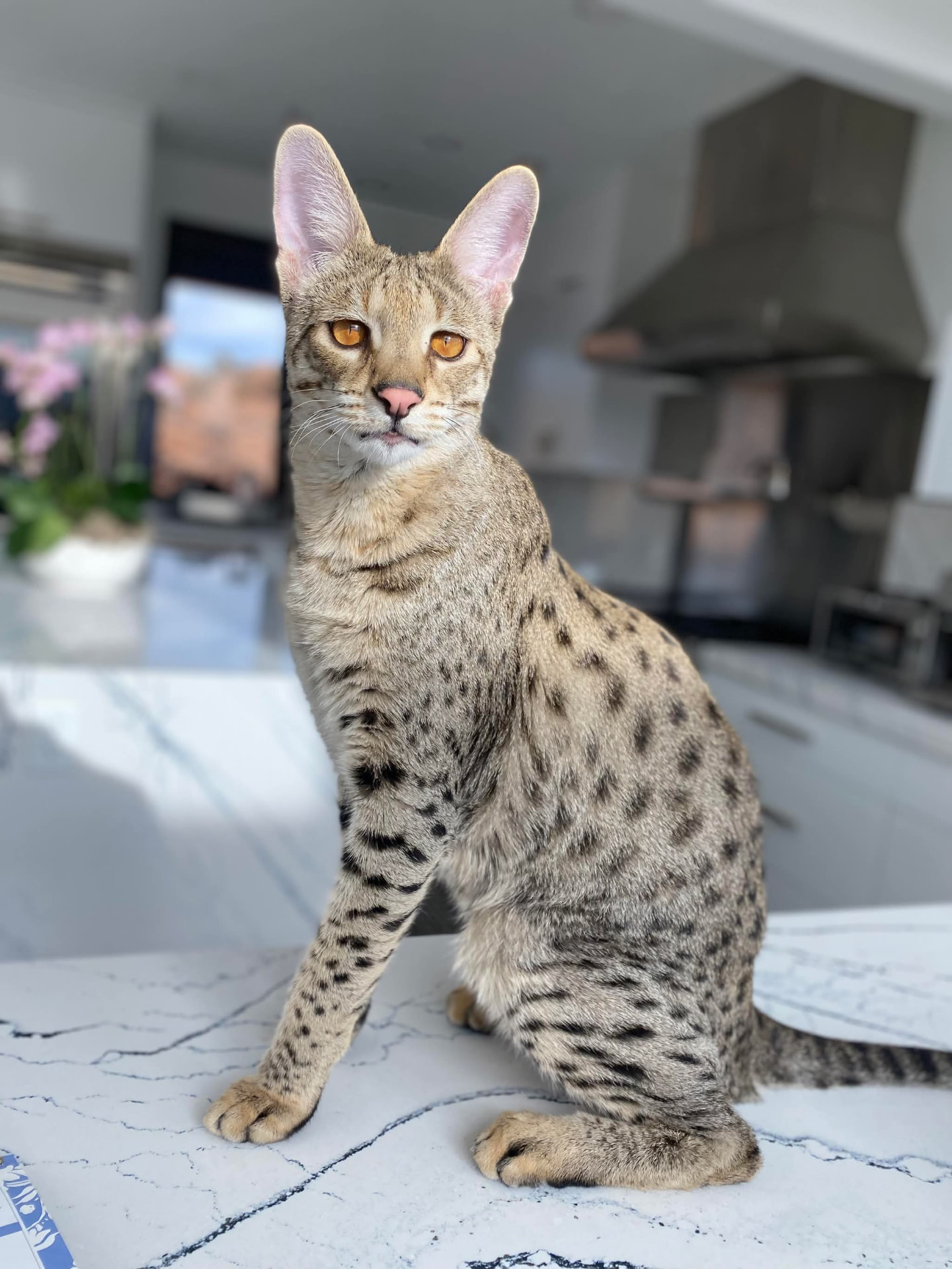Stella sitting tall on the kitchen counter