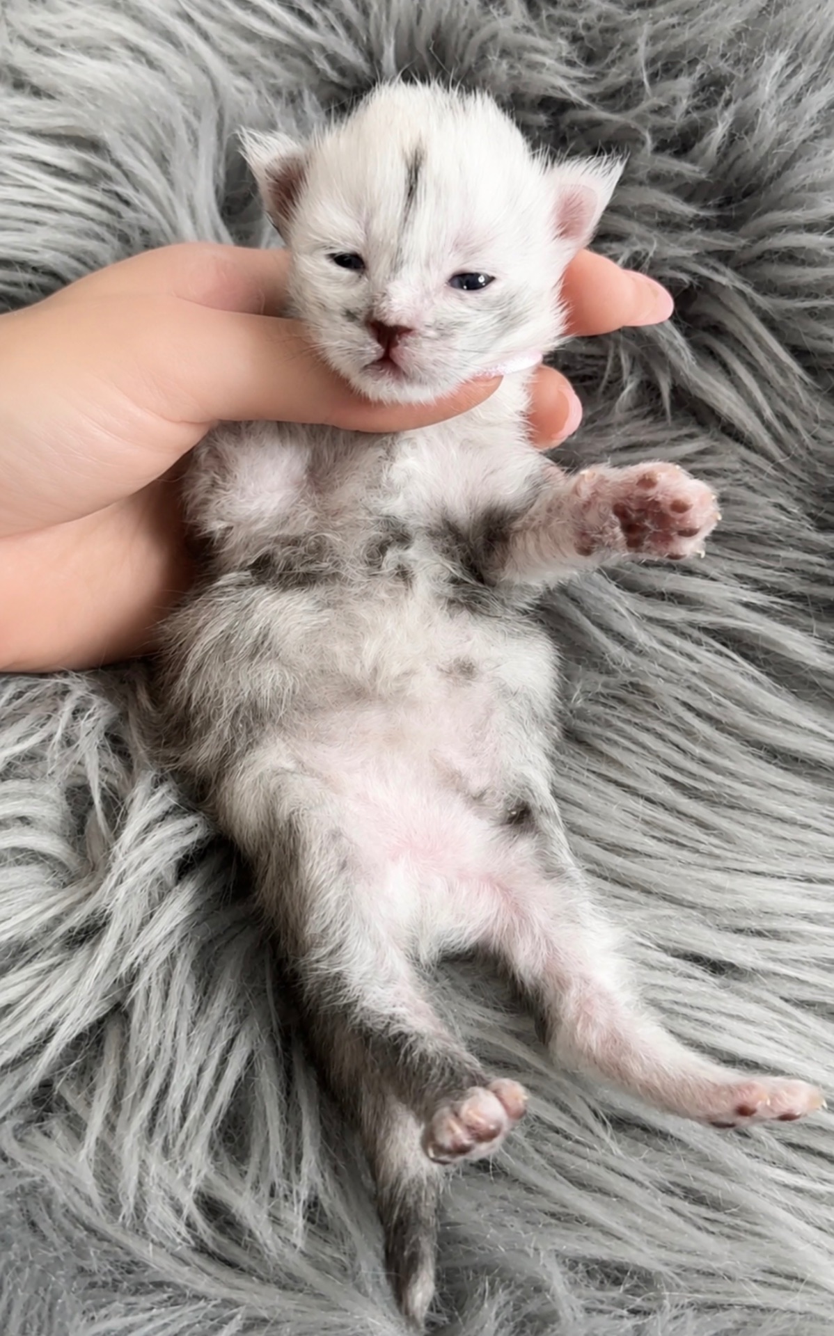 Arrow, European Maine Coon kitten