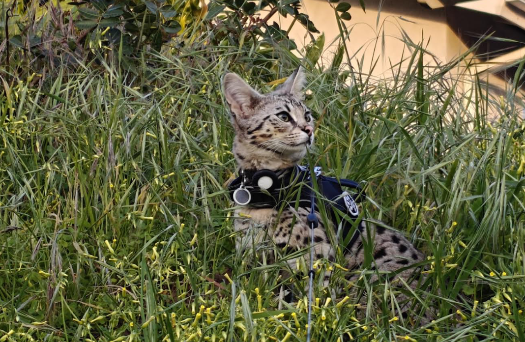Oreo crouched in tall grass, ears alert