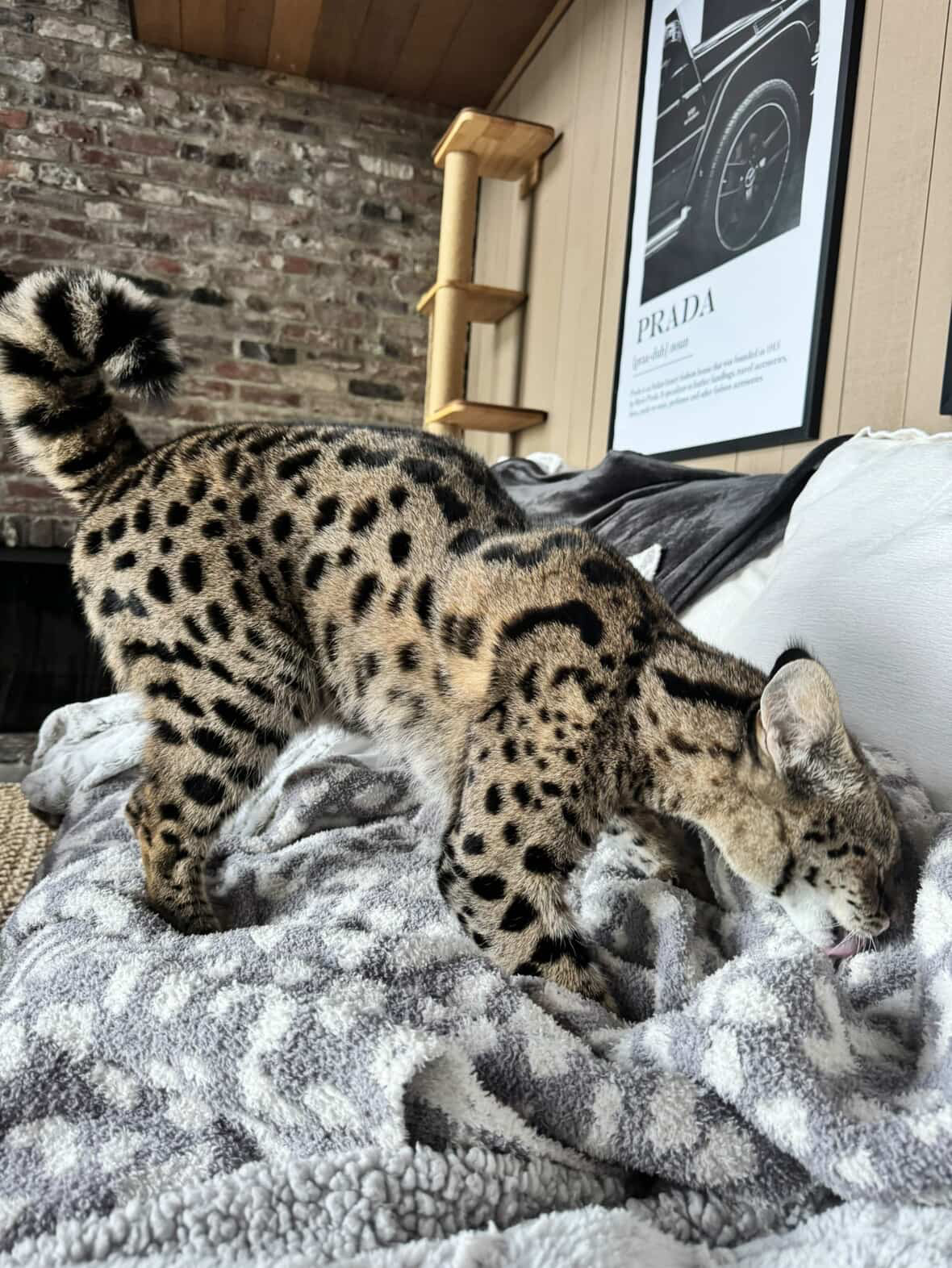 Odin stretching across a blanket in the living room