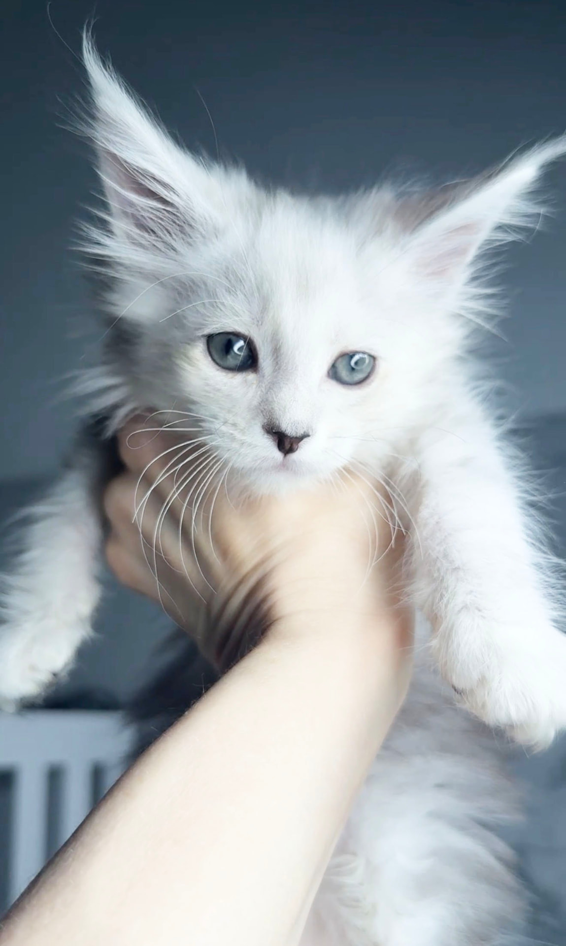 Falkor, photo 2