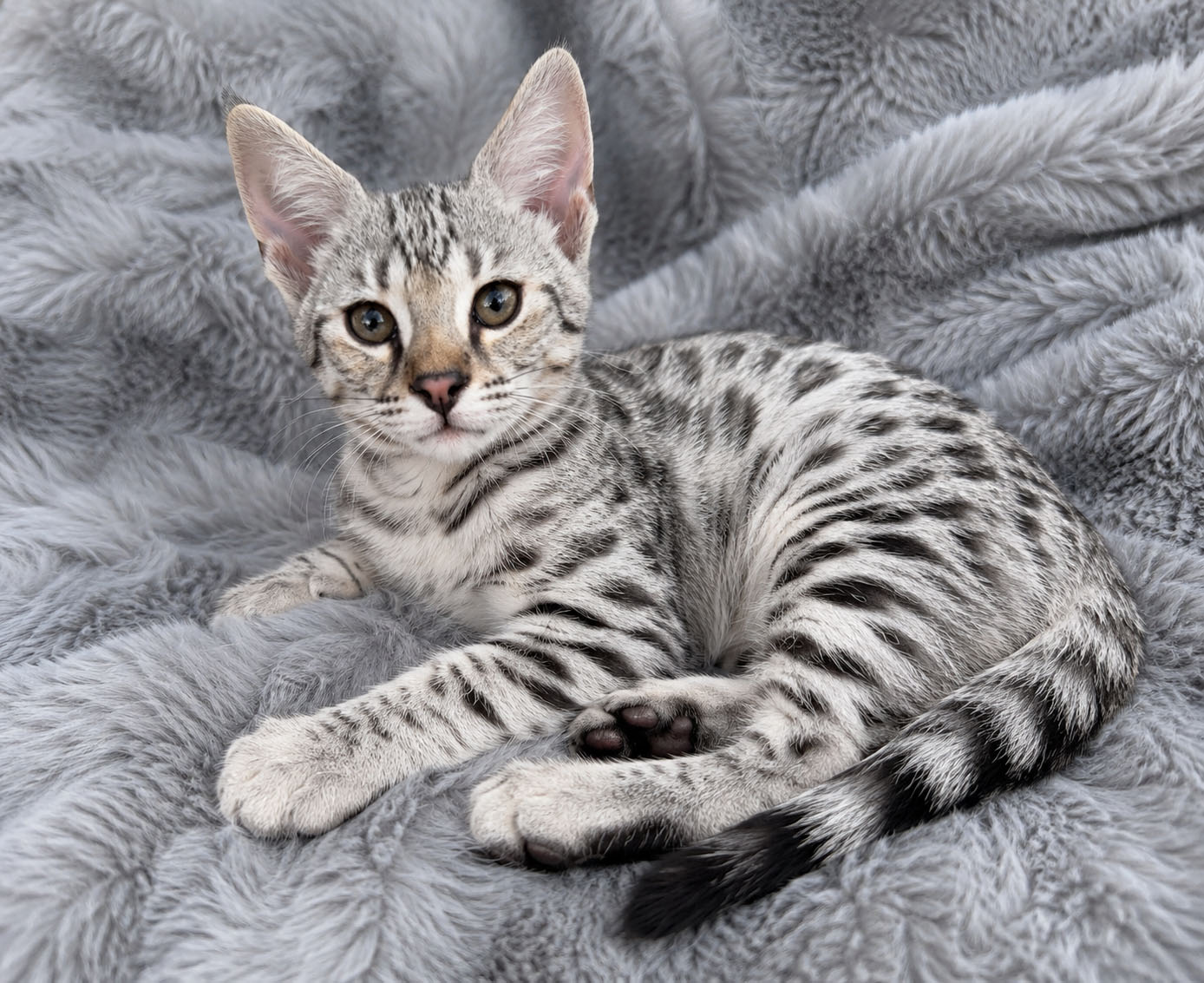 Oliver, F1 Savannah kitten