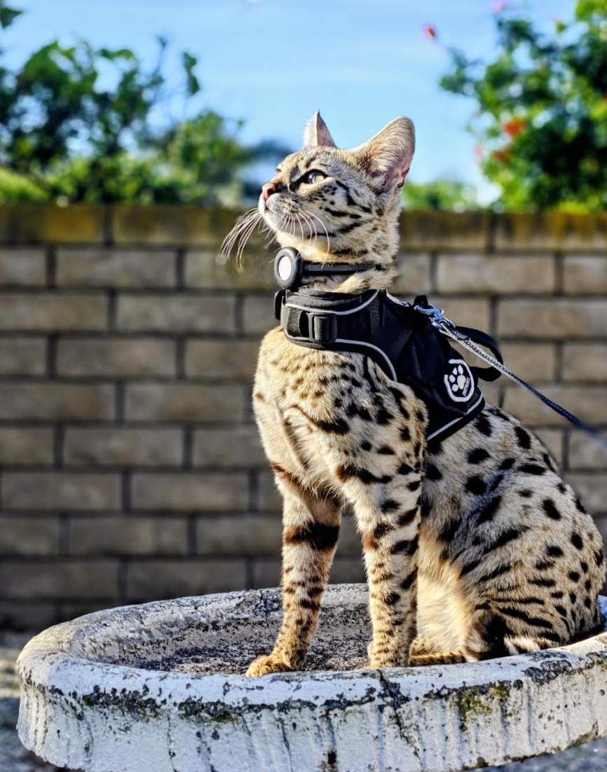 Oreo, F1 Silver Savannah, sitting tall in a harness outdoors