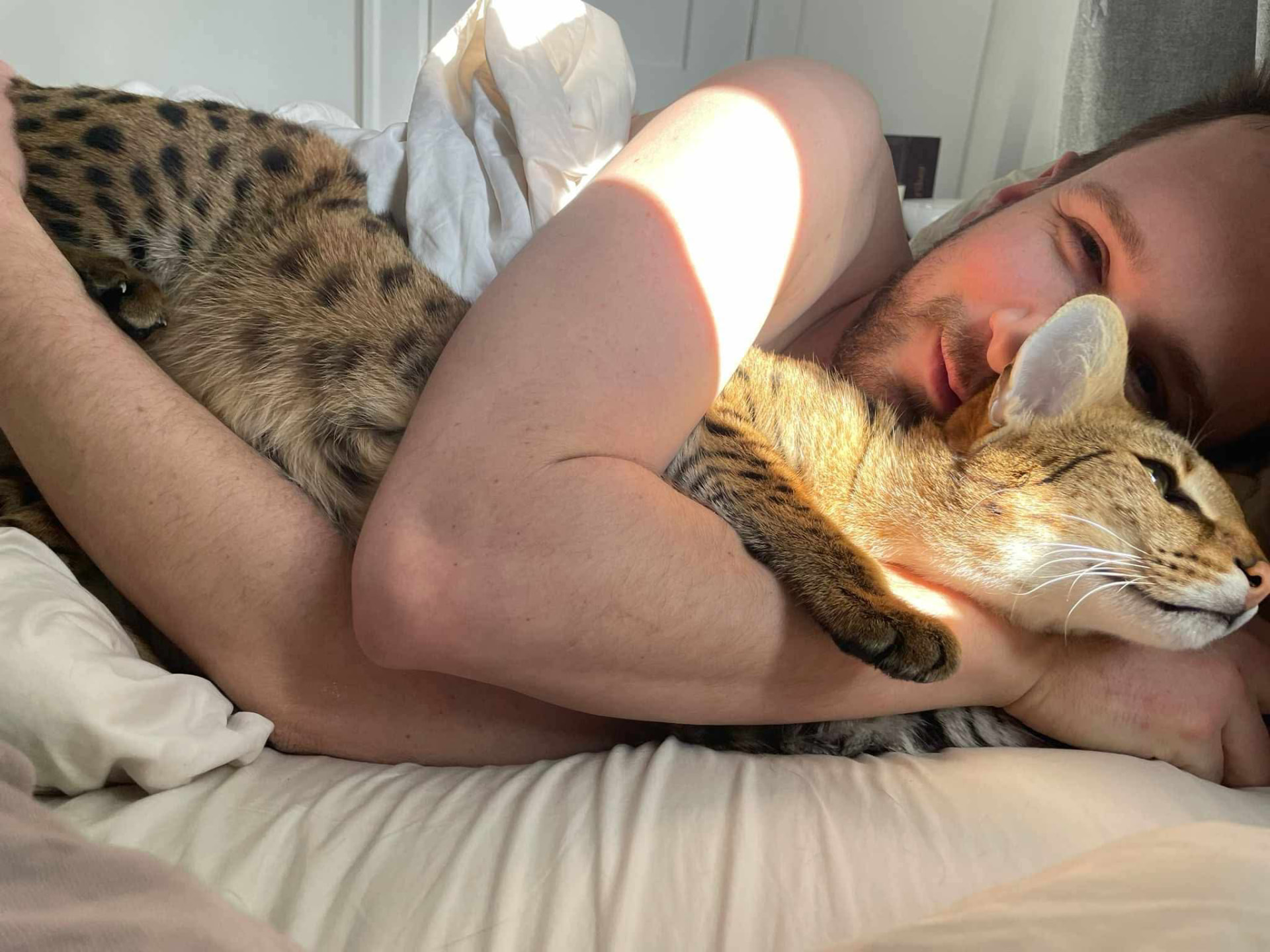 Falcon curled up in bed beside his owner in the morning light