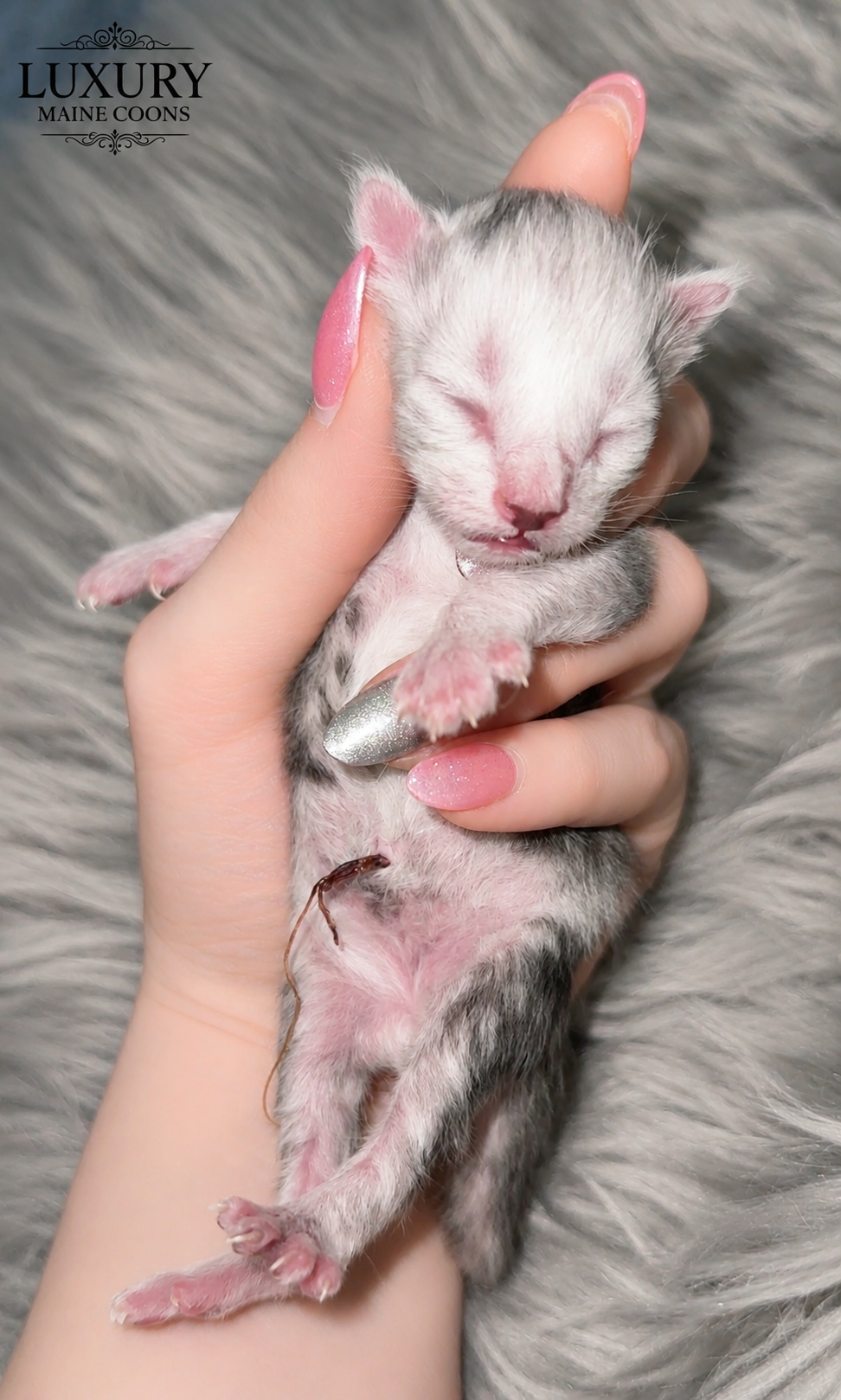 Falkor, European Maine Coon kitten