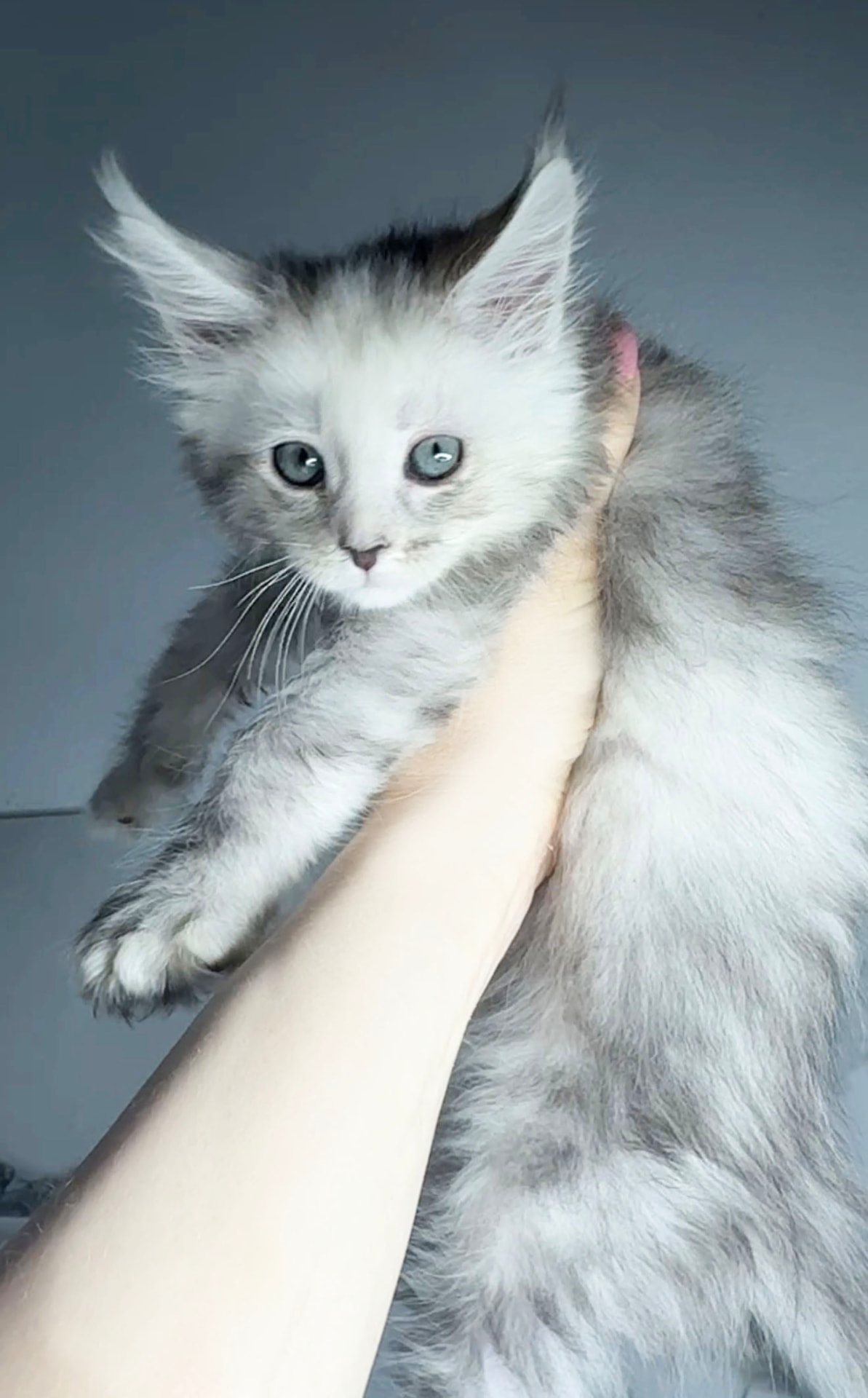 Nimbus, photo 6