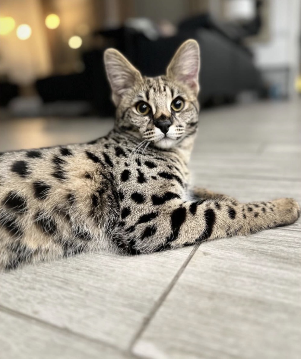 Leo, an F1 Savannah, lounging in the living room