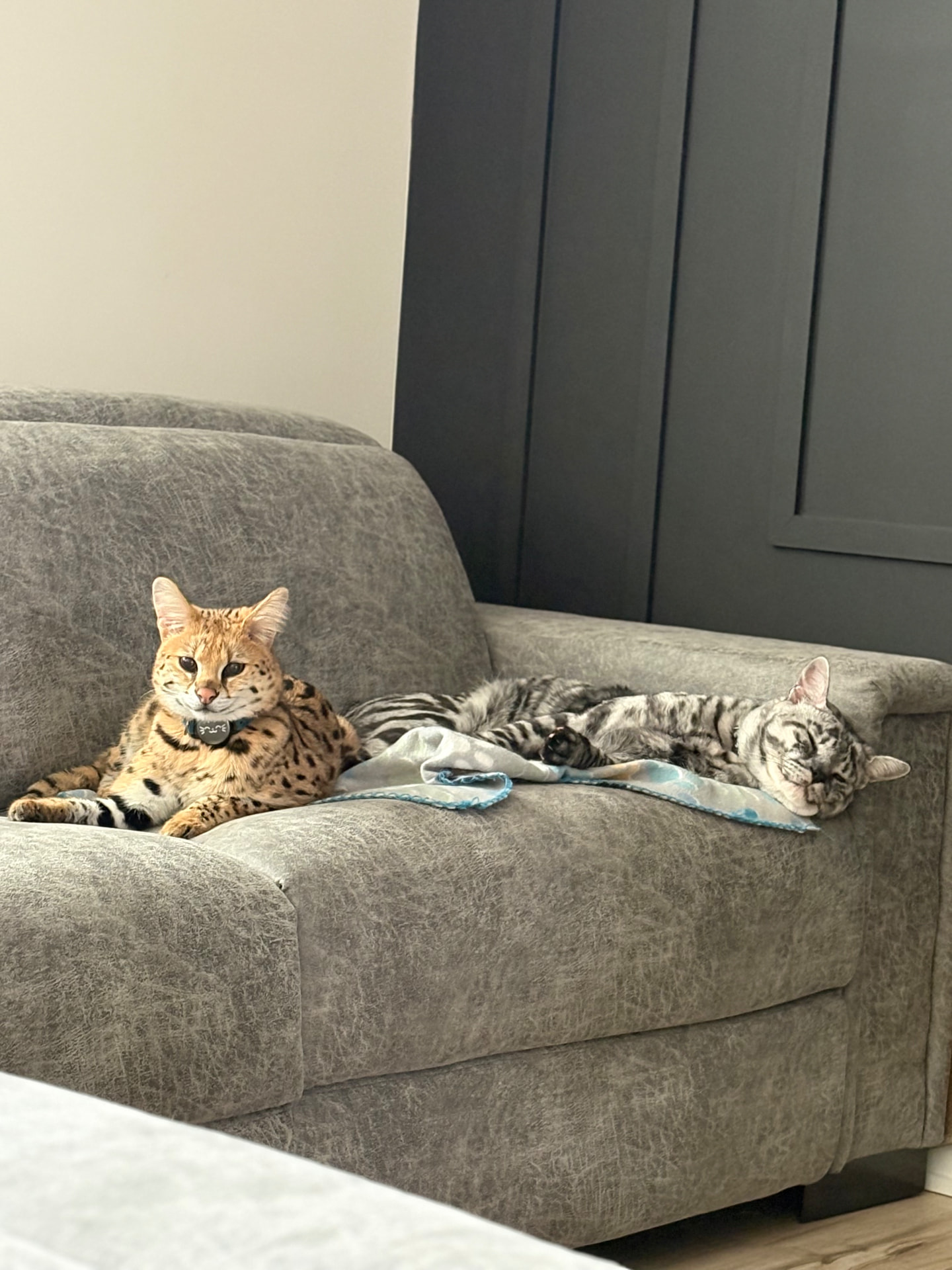 Zilla lounging on the couch with a friend