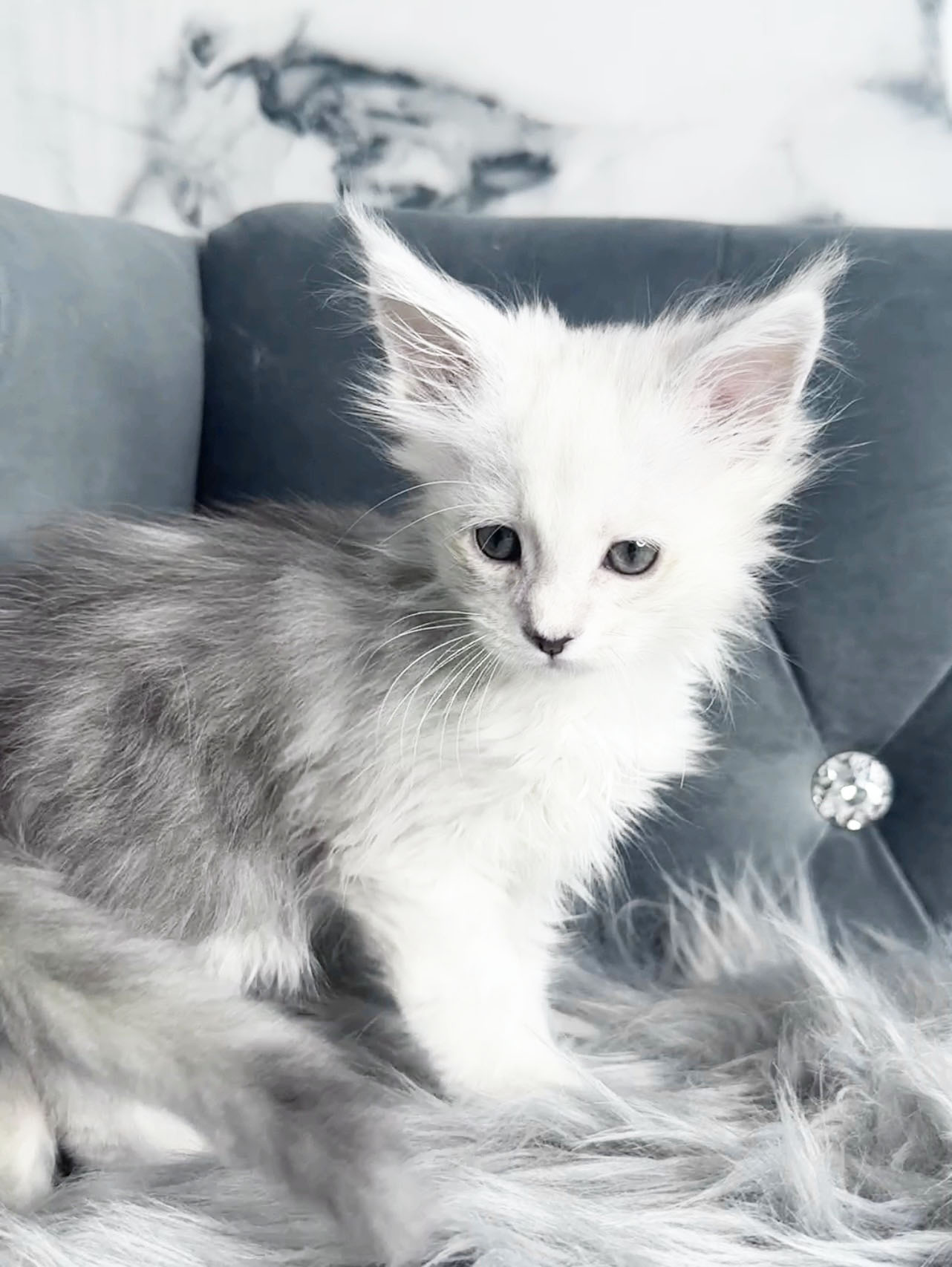 Falkor, photo 3