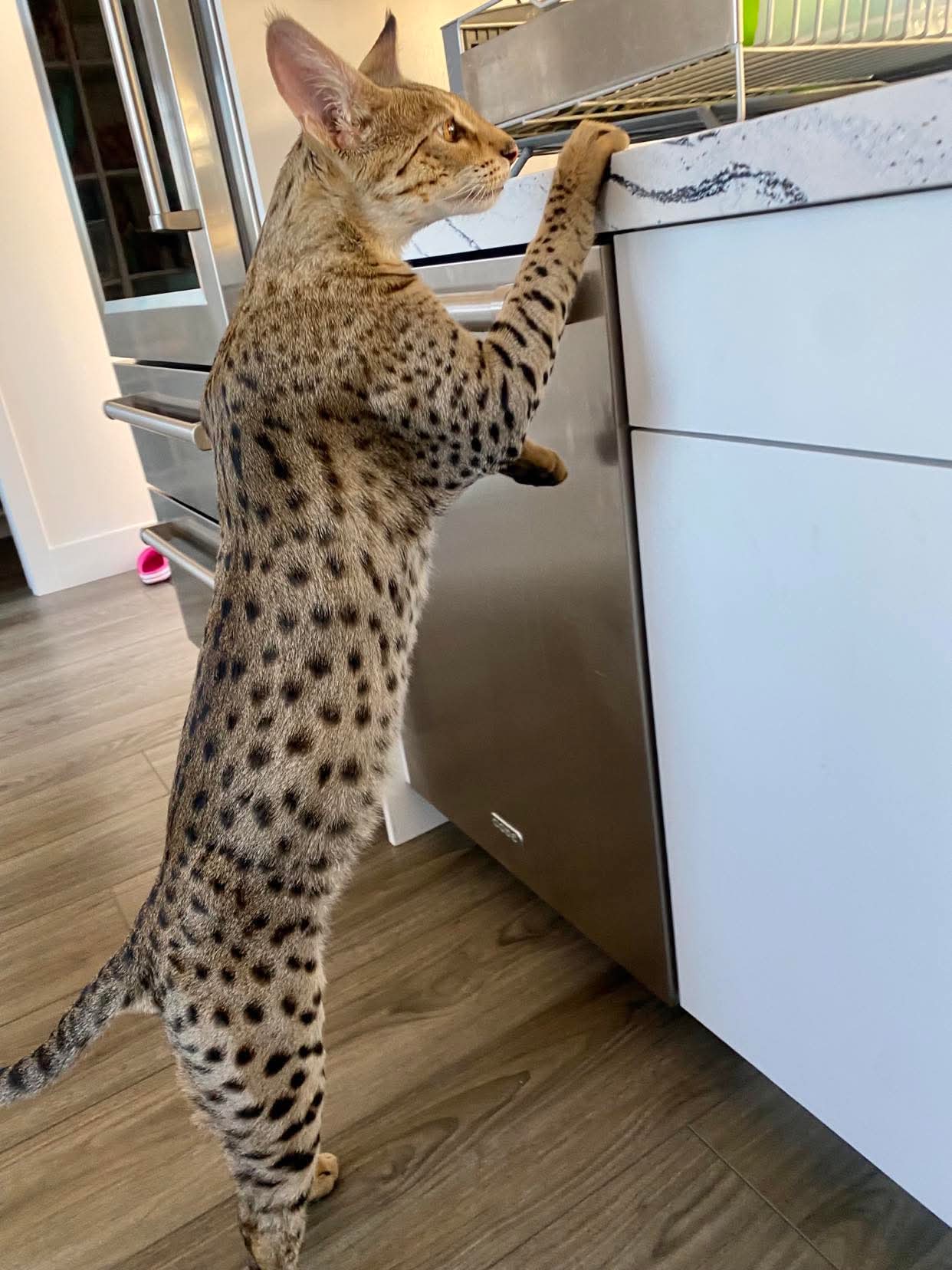 Reaching up on hind legs to inspect the kitchen counter