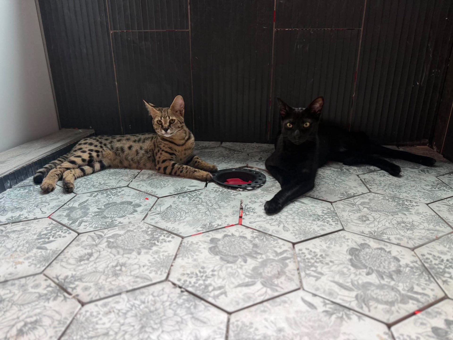 Sabbath and Riot resting side by side on a tiled floor