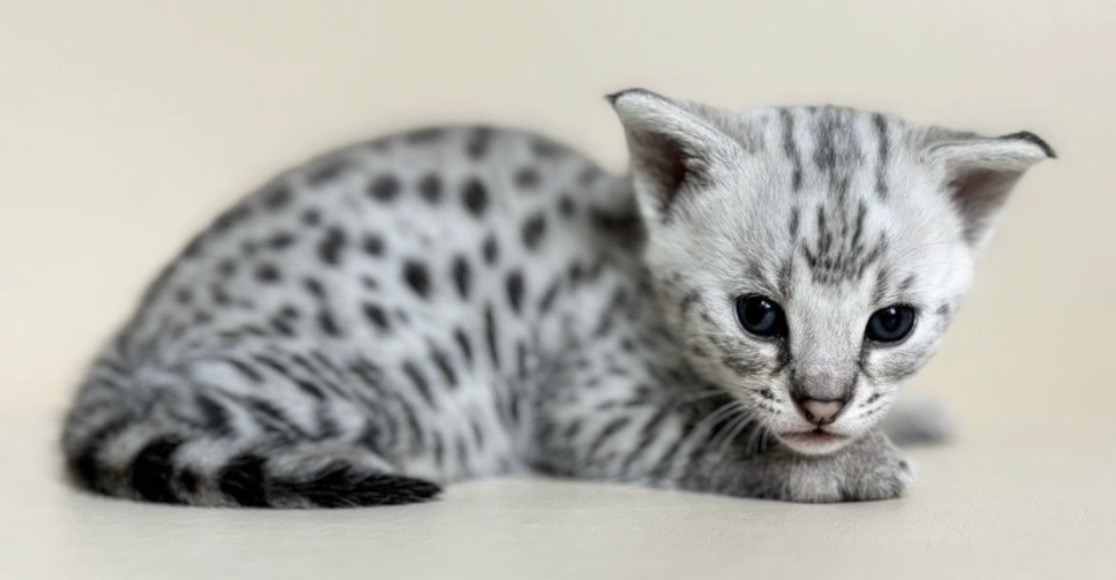 Flint, silver F2 Savannah kitten, photo 7