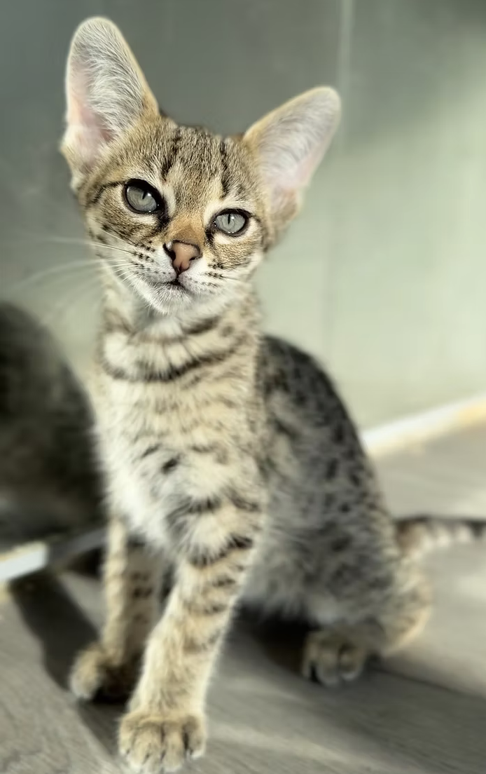 Zaza, photo 7