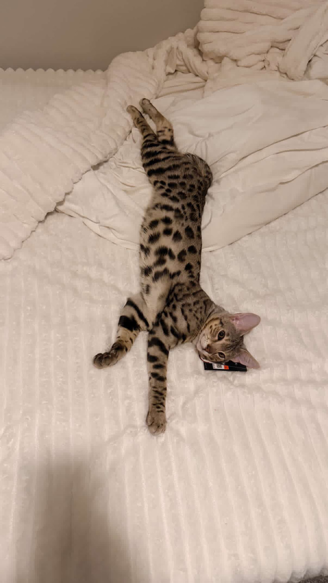 Cartier stretched out across a white bed