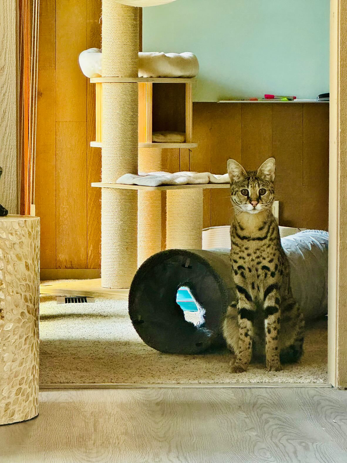 Odin sitting beside his cat tree and tunnels at home