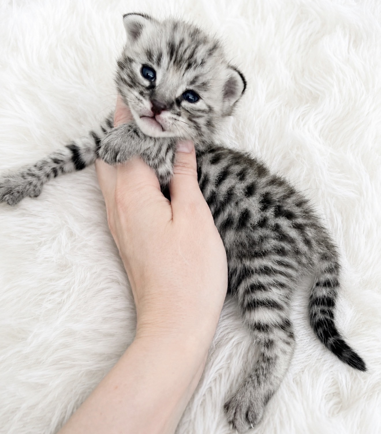 Silver #1, F1 Savannah kitten