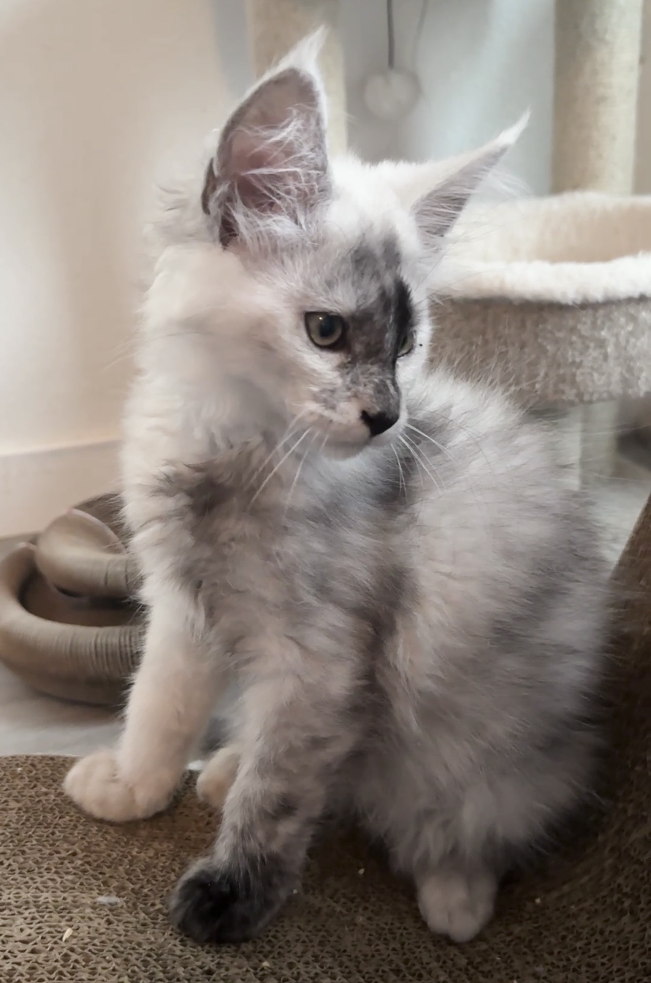 Bandit, photo 4