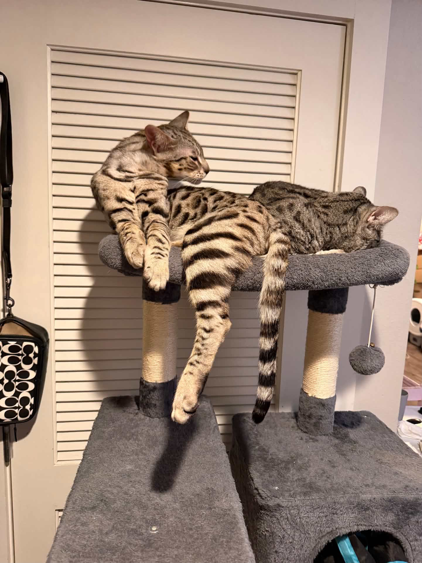 Cartier napping beside one of his feline housemates on a cat tree