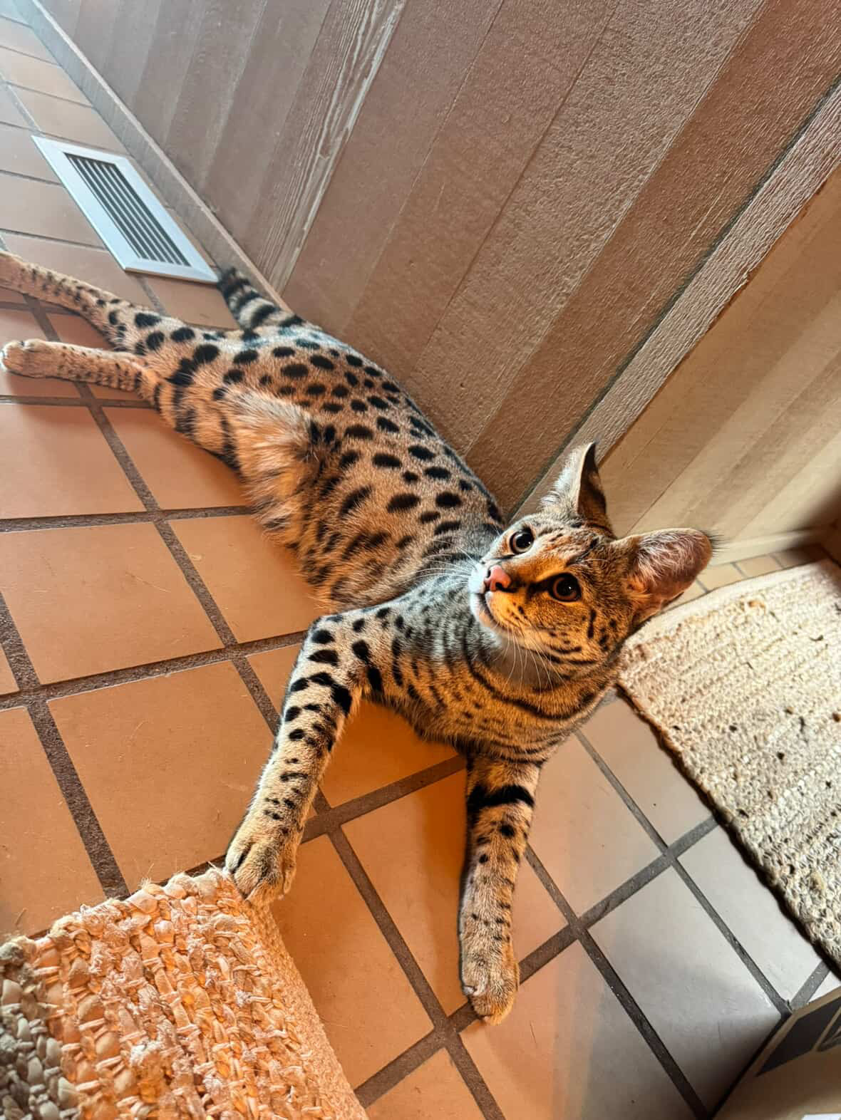 Odin stretched out and alert, watching everything around him