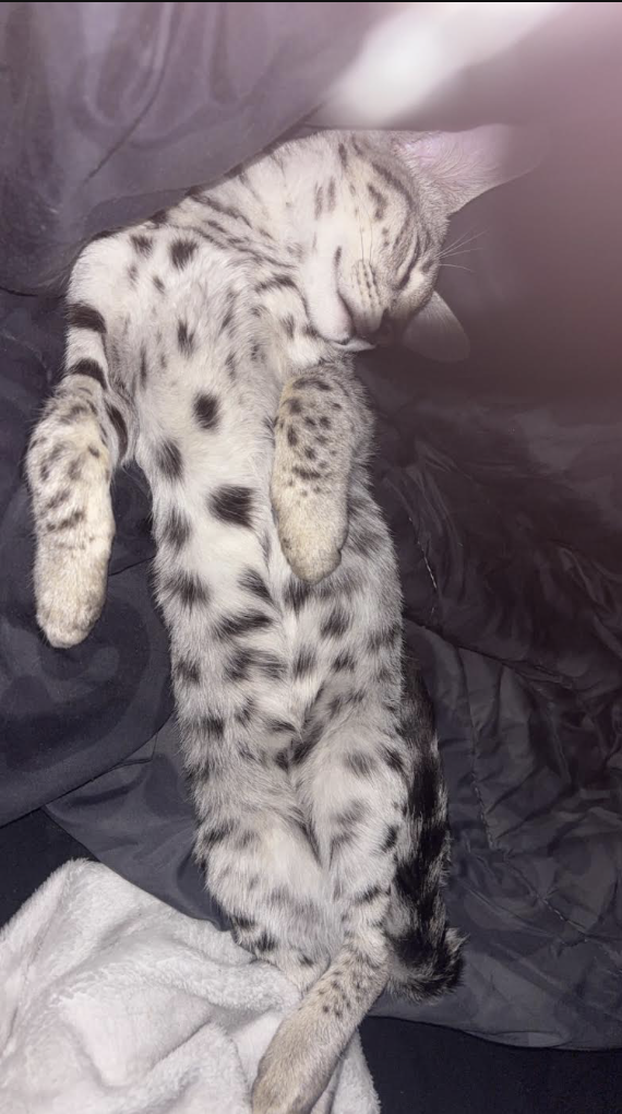 Storm fast asleep stretched out on his back