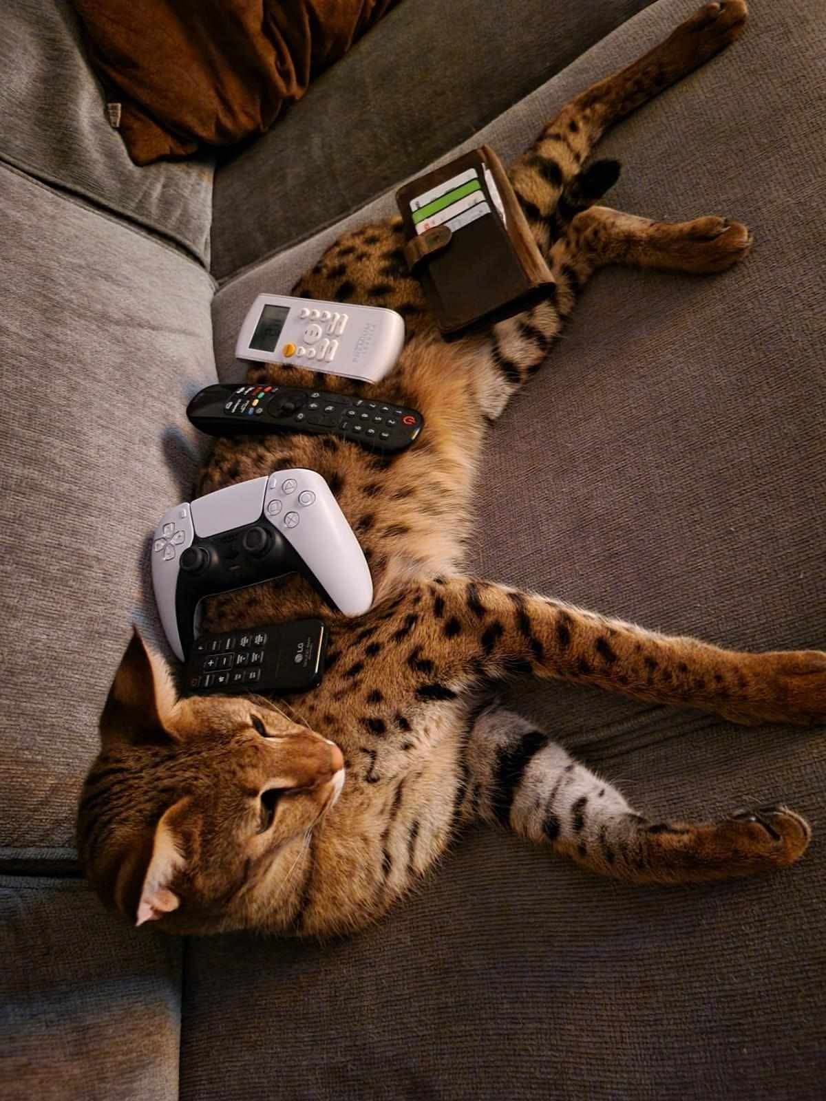 Falcon napping on the couch surrounded by remotes and a controller