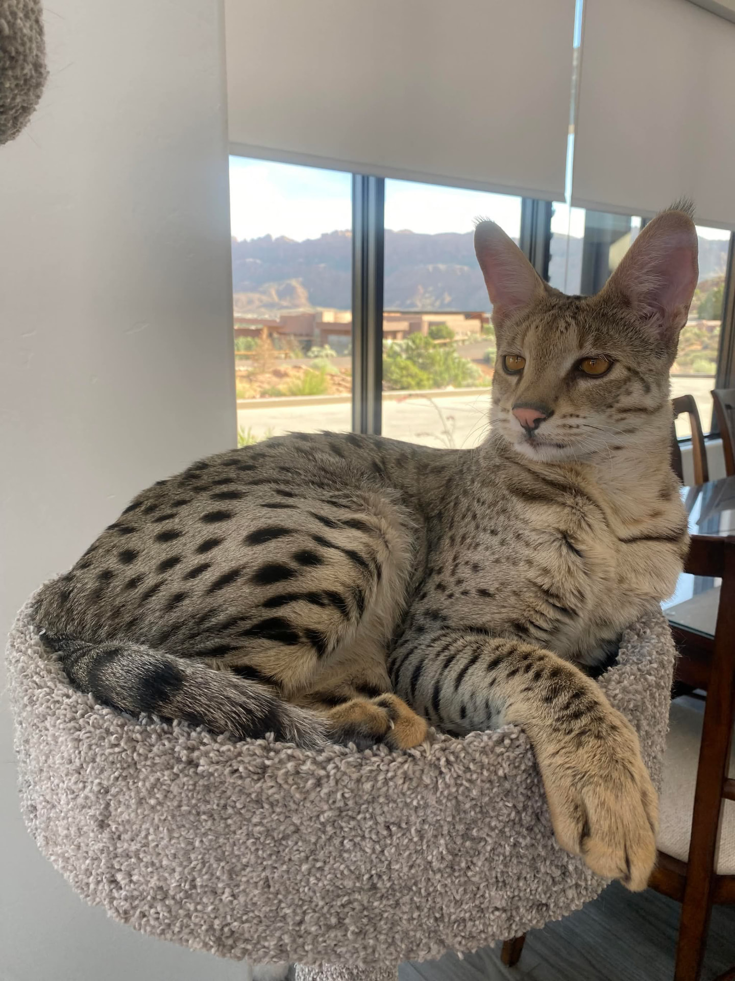 Resting in a cat tree perch with the red rock view behind