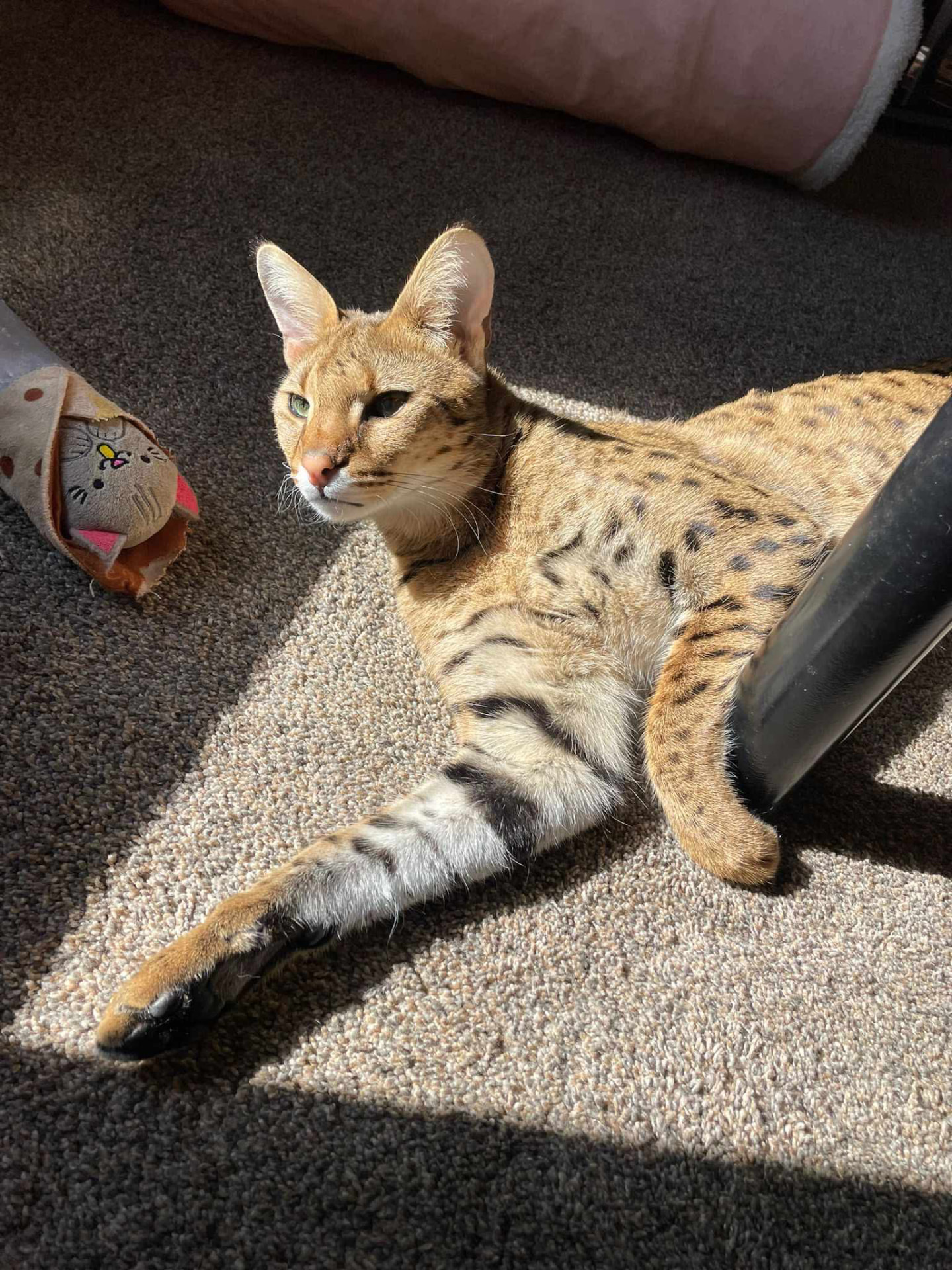 Falcon lounging in a patch of afternoon sunlight at home