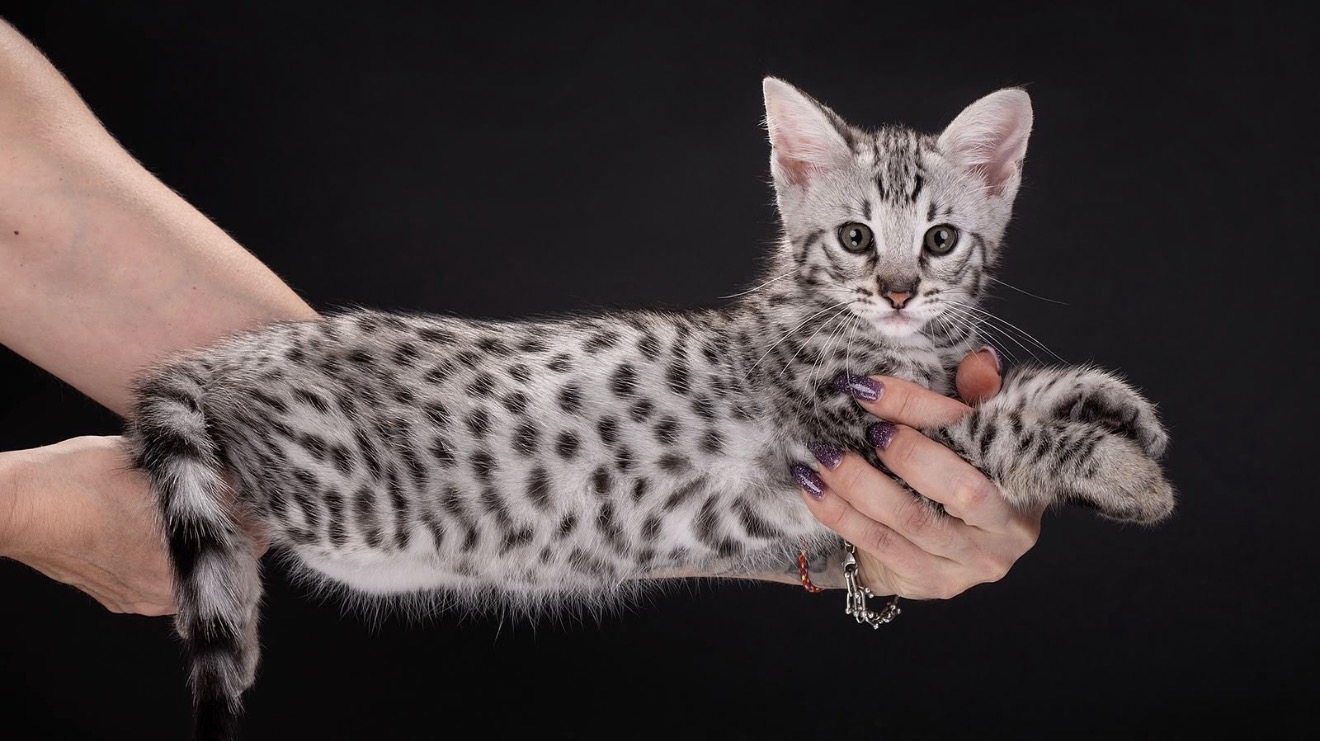 Flint, silver F2 Savannah kitten, photo 3